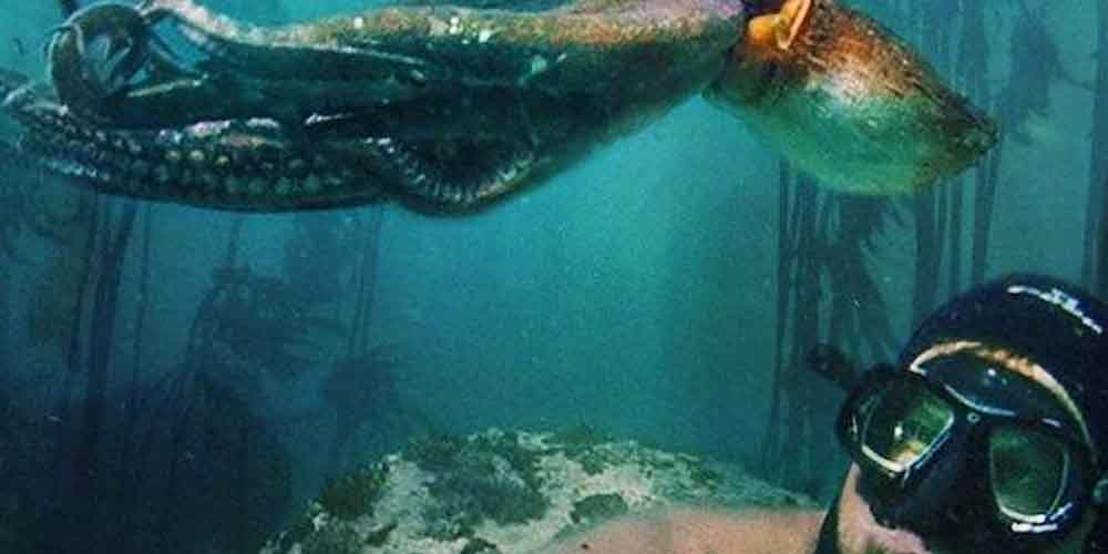 Imagen de la nota '“Mi maestro el pulpo” un viaje sorprendente al mundo subacuático'