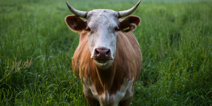 Imagen de la nota 'Promover políticas de salud pública, veterinaria y ambiental para prevenir otras pandemias'