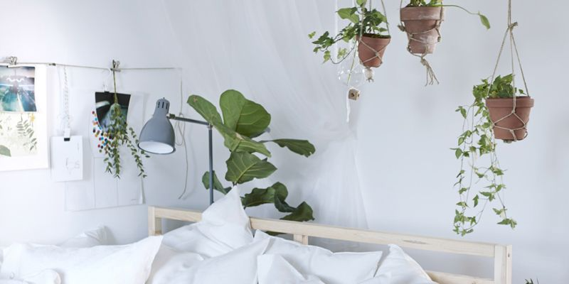 Imagen de la nota '¿Cuáles son las mejores plantas para el dormitorio?'