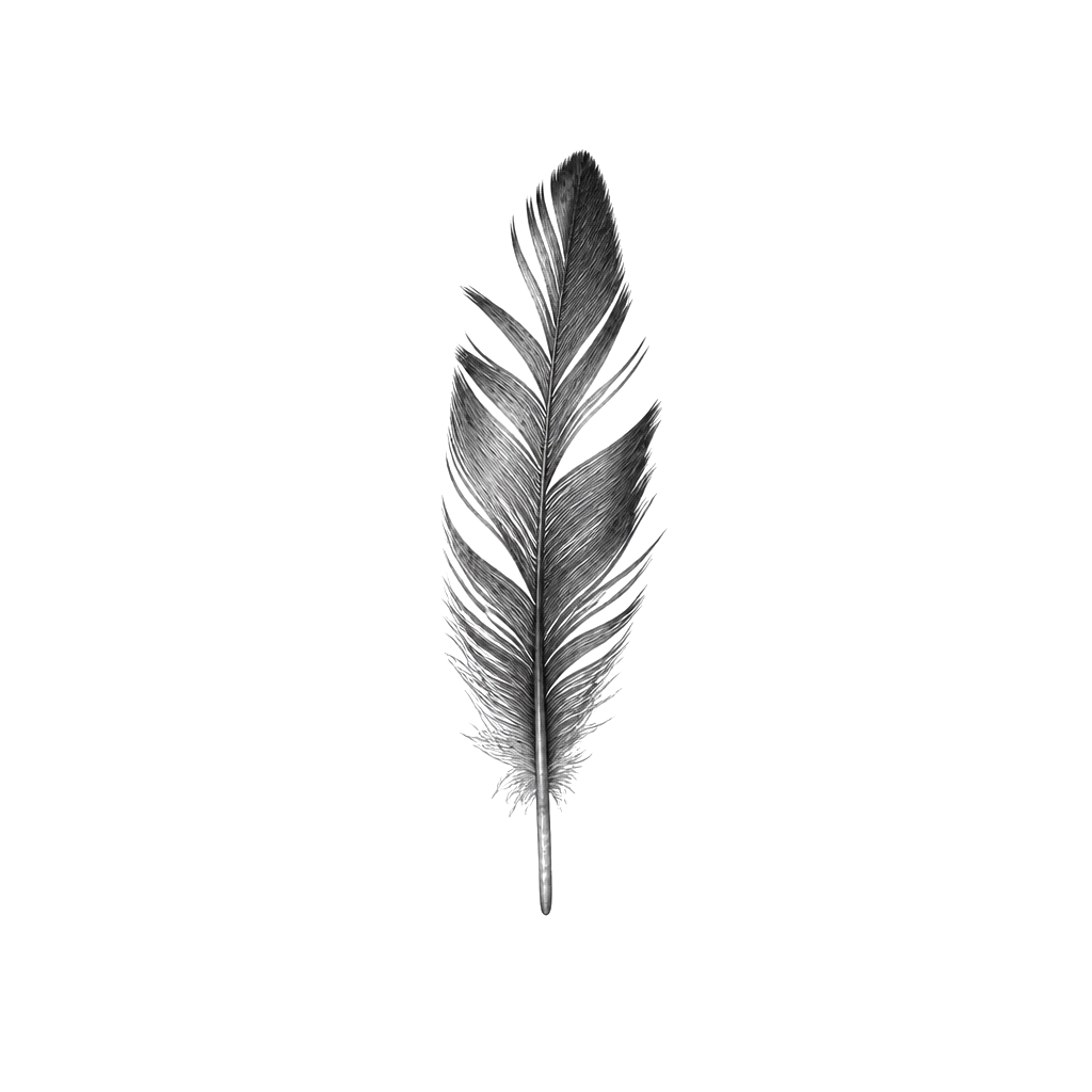 A small feather with split barbs
