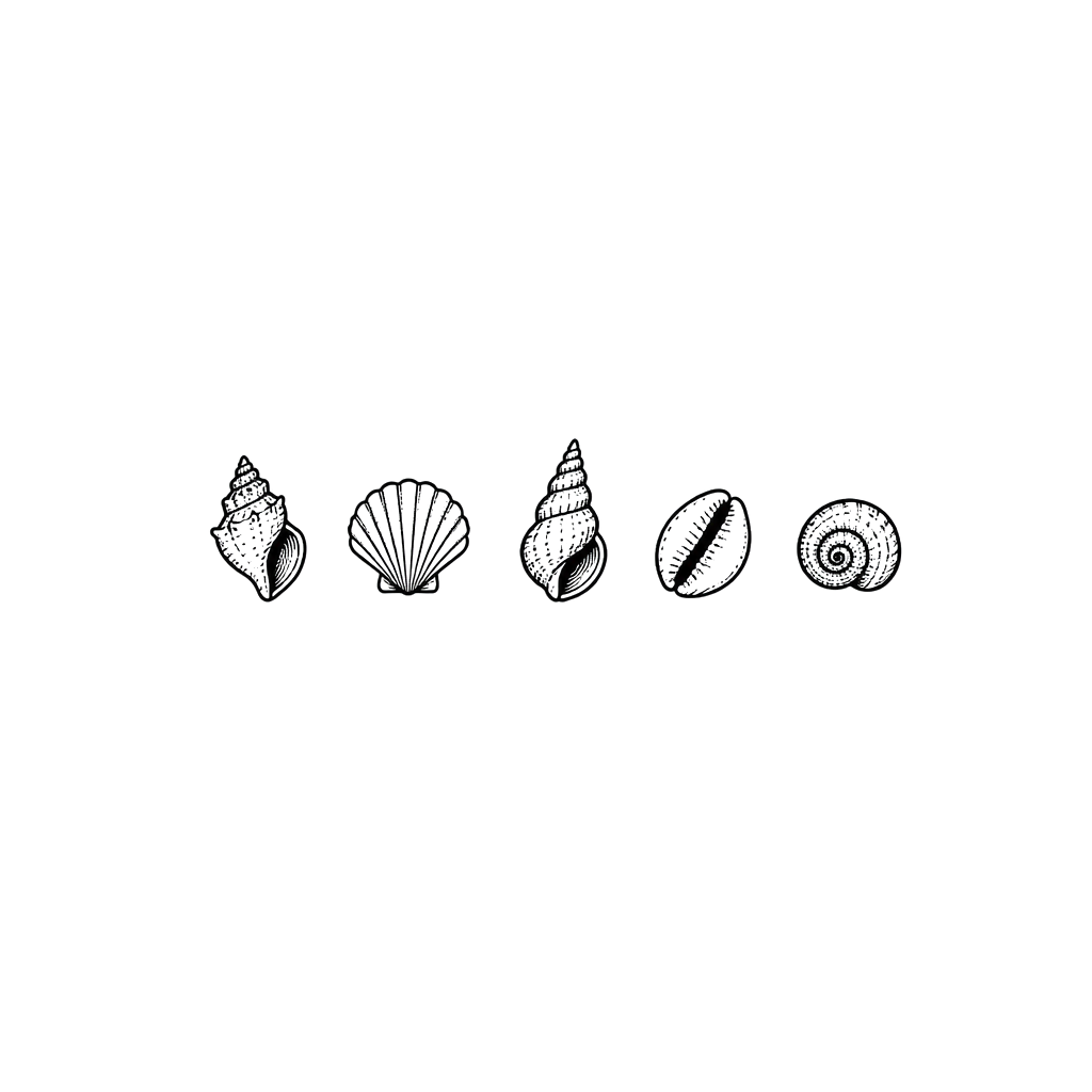 Small sea shells in a line