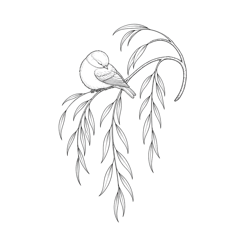 A willow branch holding a sleeping bird