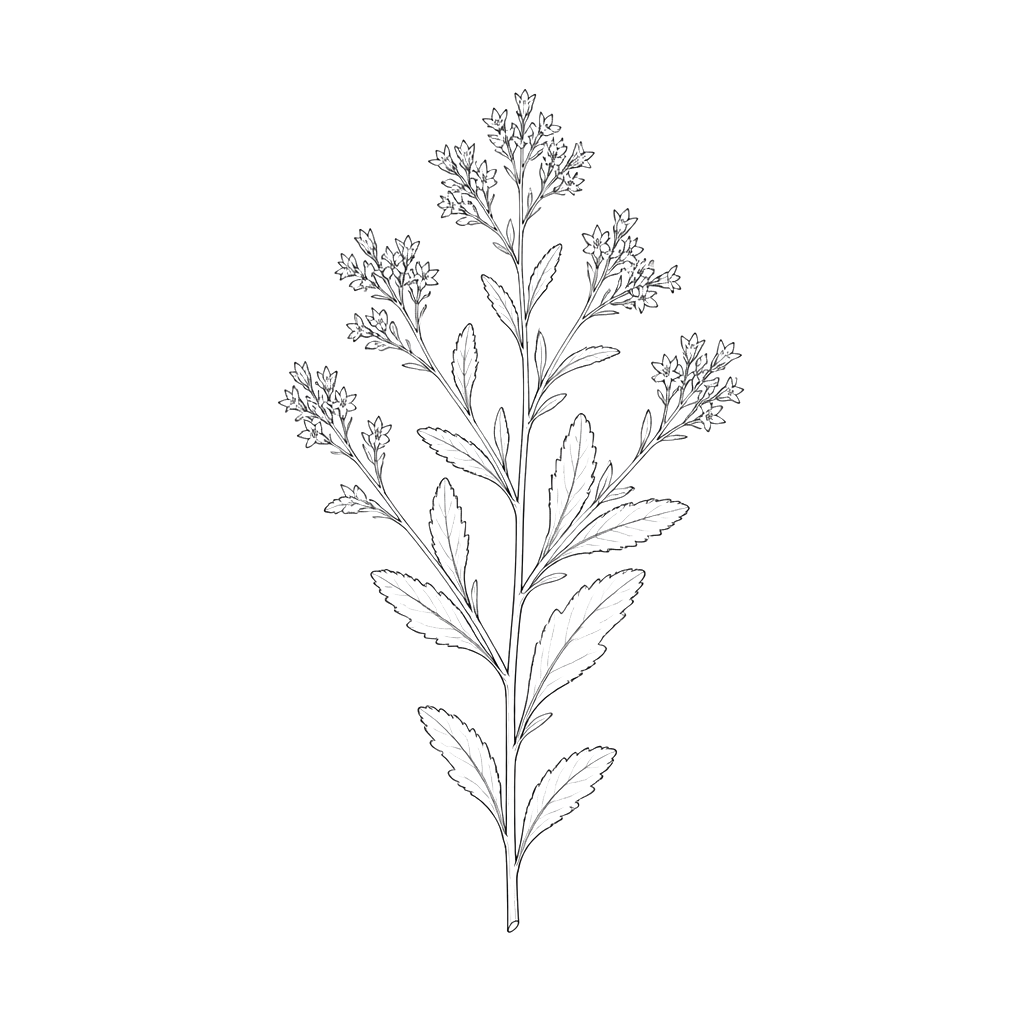 blessed Al’s wort