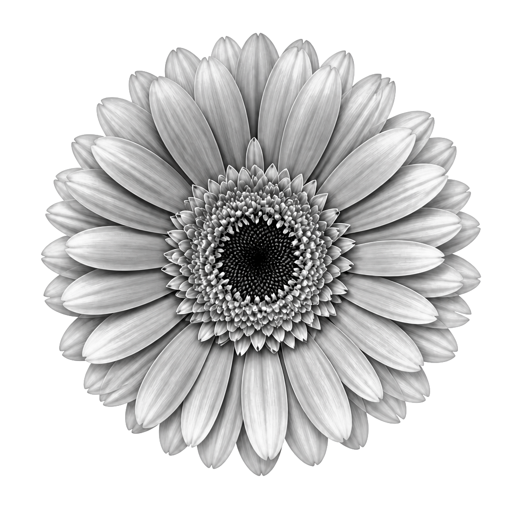 Mache ein Gerbera Blumen Motiv von oben