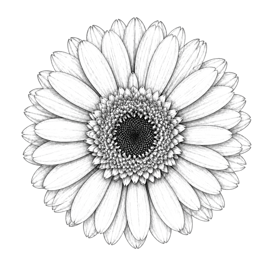 Mache ein Gerbera Blumen Motiv von oben