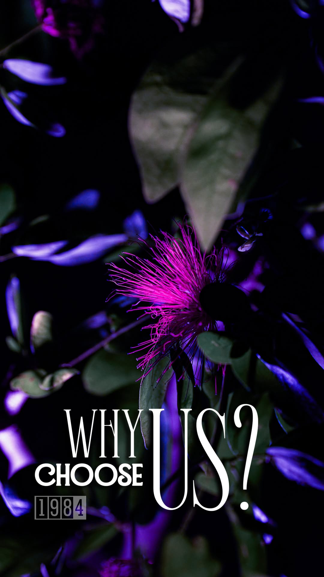 What Brings You To 1984 Studio?

Our clients choose us for various reasons: some choose based on our artist's skill, others trust our reputation and m