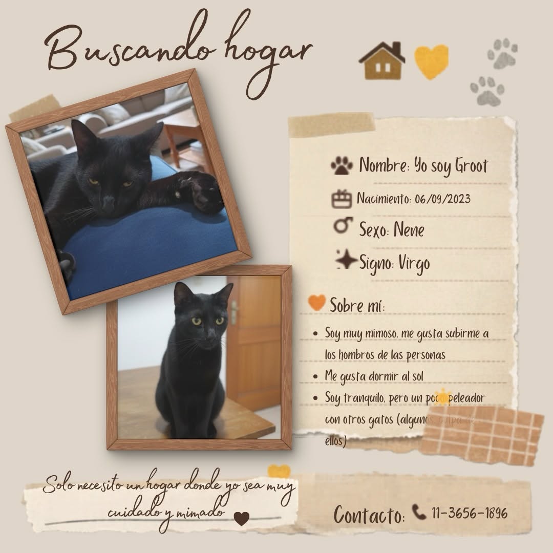  Estos 3 hermosos gatos están buscando una familia 

Estoy dando en adopción a estos tres michis y quiero encontrarles hogares donde realmente los qui