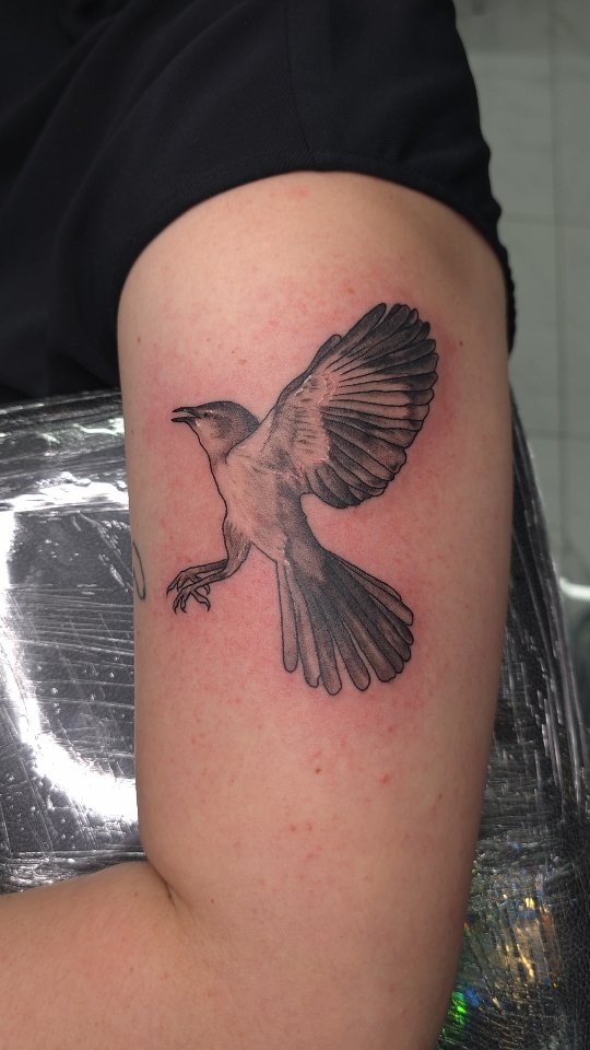 Mockingbird for Cassie
•
•
•
#realistictattoo #fortworthtattooartist #femaletattooartist #lilactattoostudio