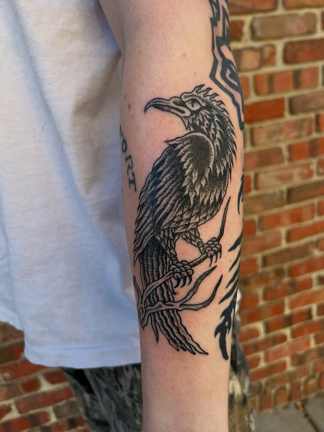 My take on a Theo Mindell X Spider Murphy Raven Flash Piece
Much Respect!

#lawrencekansas #midwesttattooer #kansastattooartist #birdtattoo lfk