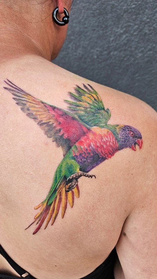Rainbow Lorikeet   for @missmollymoocow
.
.
#rainbowlorikeet #bird #parrot #birdtattoo #colourrealism #birds #wildlife #tattoo