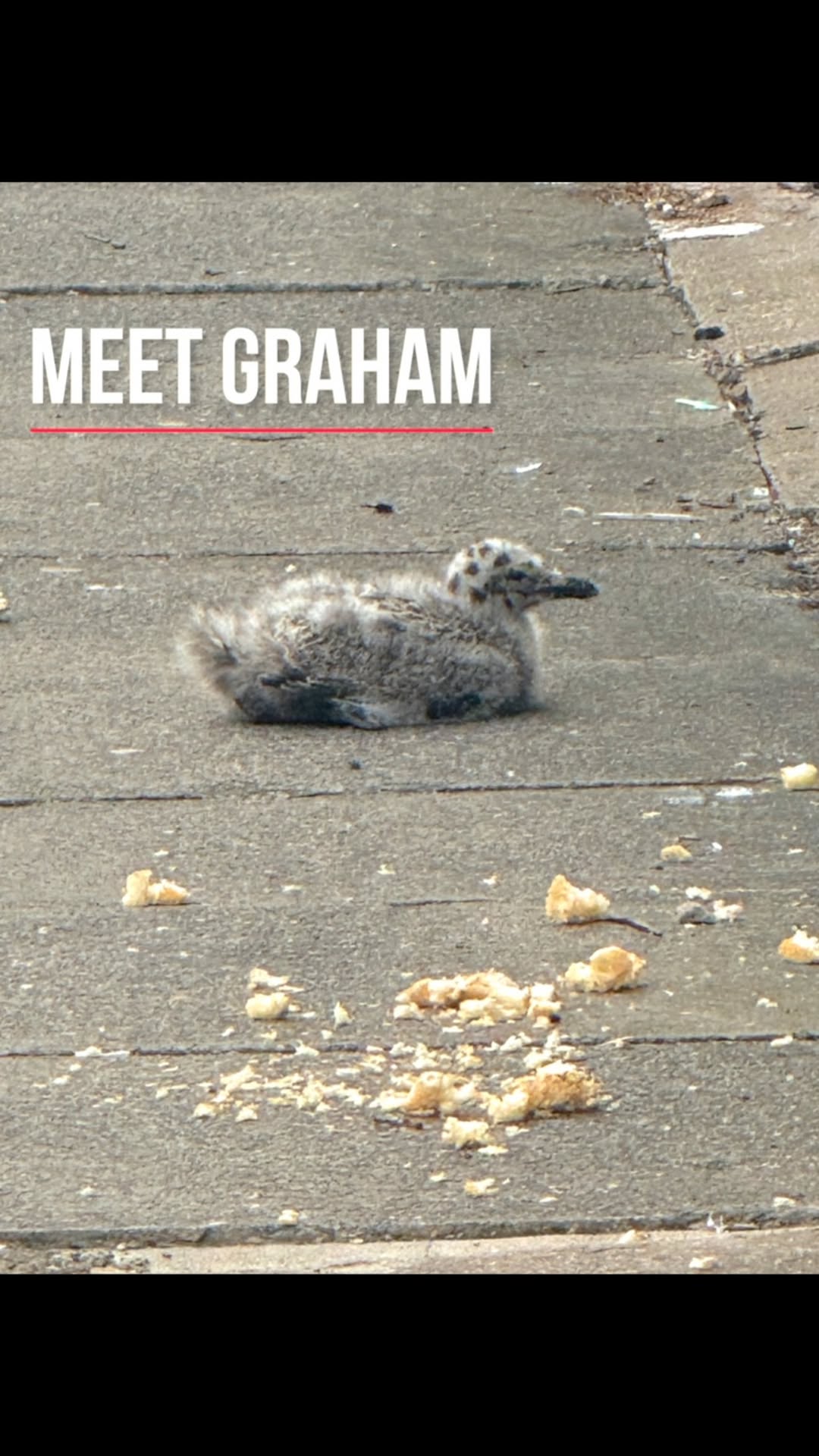 Rescued a baby seagull with a broken leg, his name is Graham, go follow his progress @instagraham_seagull