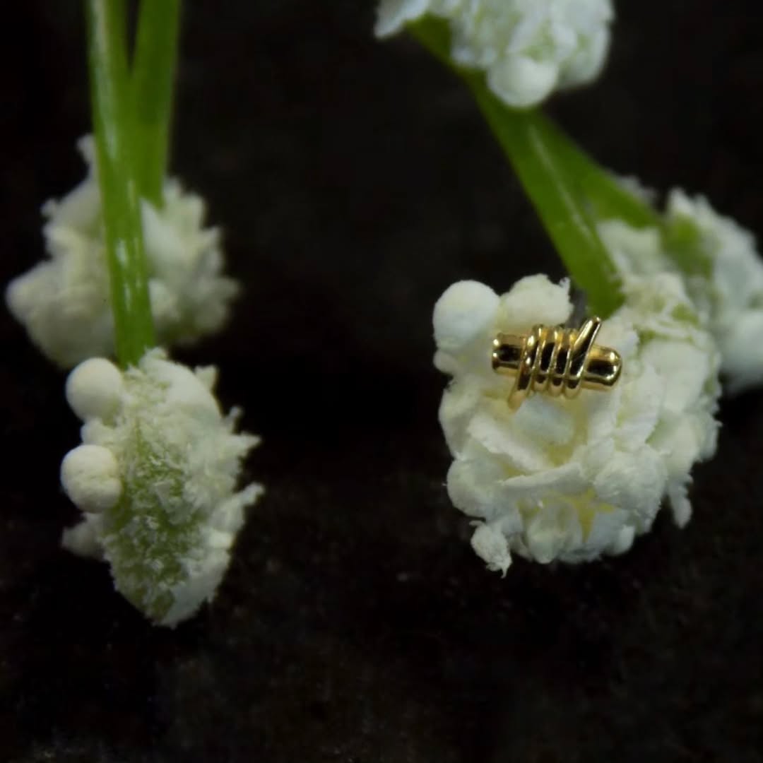 If you ever ask my advice on what you should get for your nose piercing I immediately point to this solid 14k yellow gold barb end from @divinitymetal
