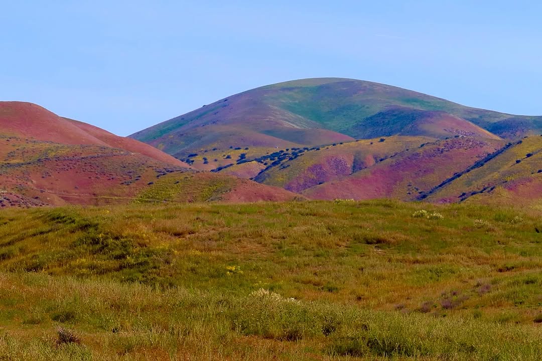 Superbloom Season #chasingflowers