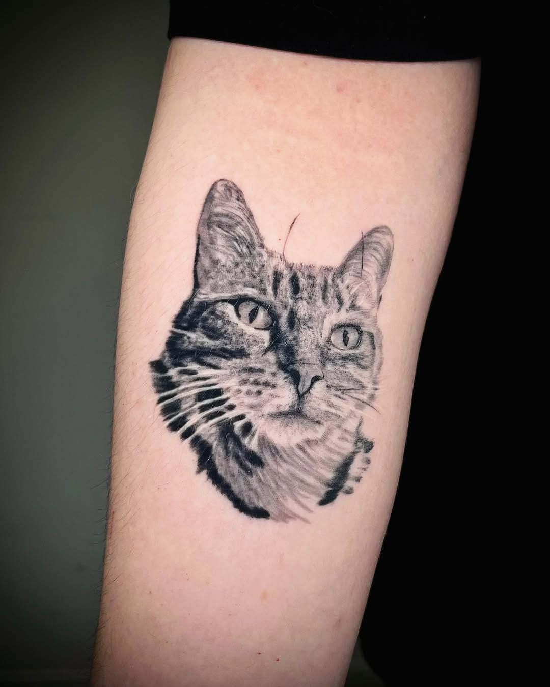 Tattoo cicatrizado 
#CAT 

¿Te tatuarías a tu mascota? 

Agenda disponible! 
Escríbeme para separar tu cita ✨ 

#cattattoo #tattoo #tatuajes #bogotain