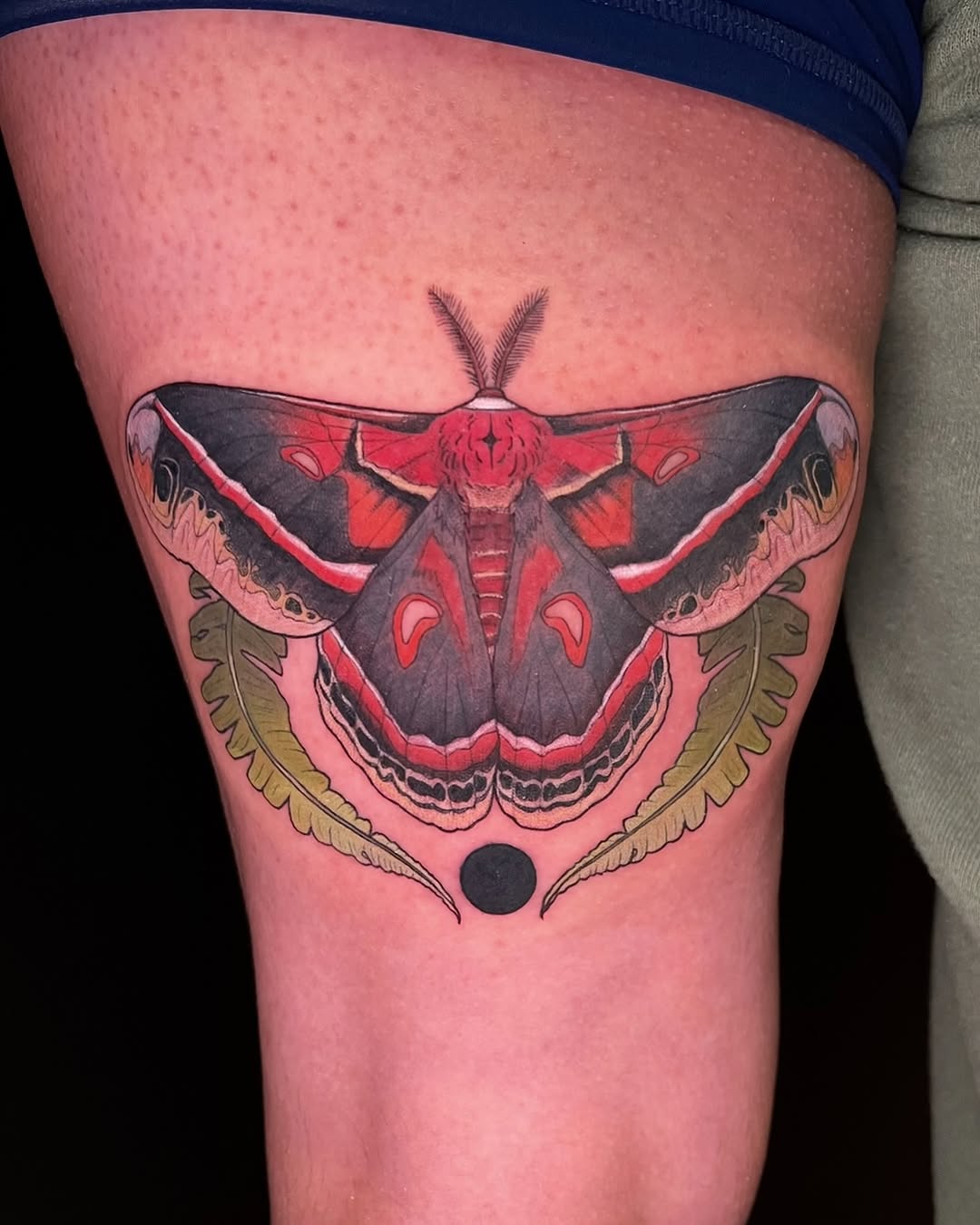 Natures finest symmetry ✨ A stunning Cecropia moth surrounded by lush ferns–beauty is all in the details  

I’ve been so excited to do this since @fig