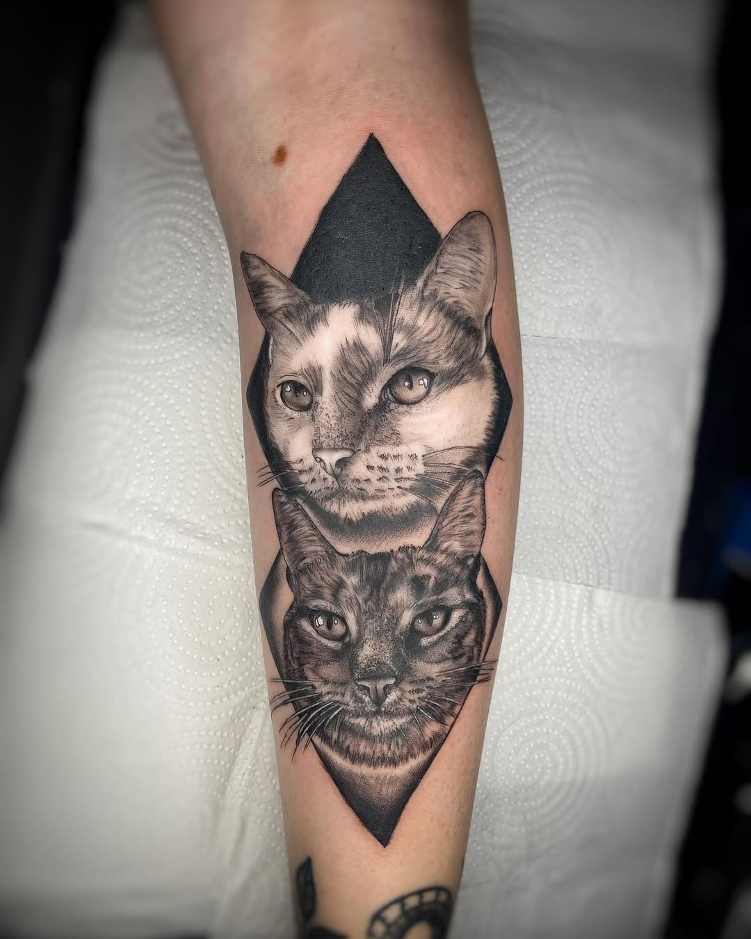 Michis ❤️‍❤️‍⬛
Queres retratar a tu mascota ? Escribime ♥️
.
.
#cat #catlover #catlife #cattattoo #catlovers #instacat #catstagram #catsofinsta #pet #