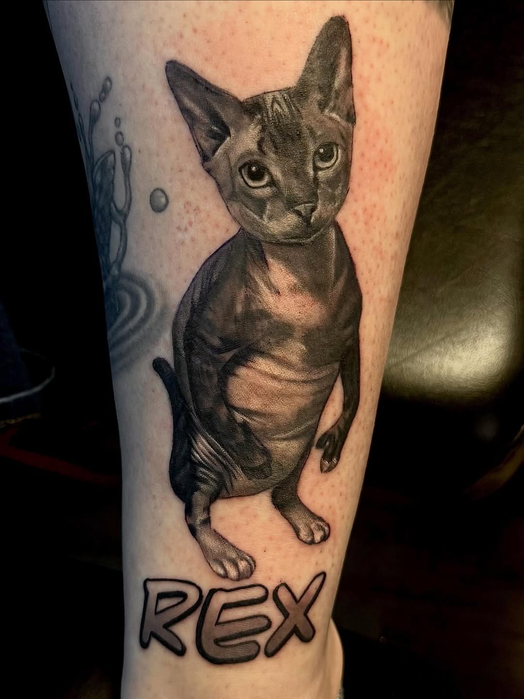 Rex the #hairlesscat #animalportraits