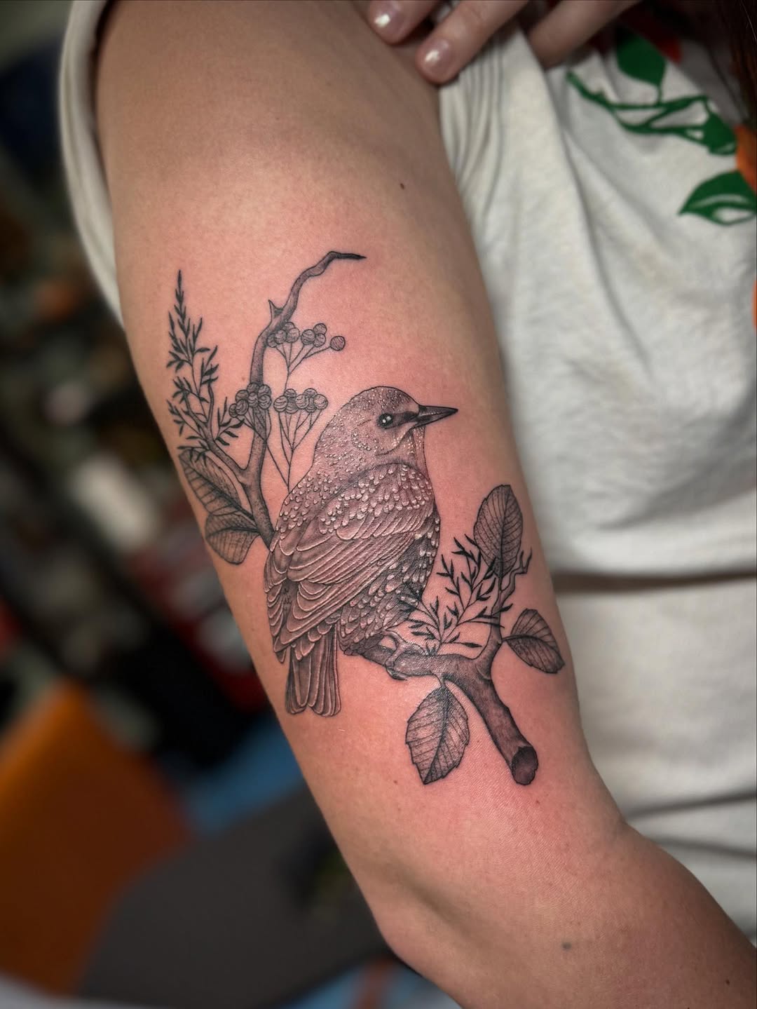 Little Starling for Rebecca. I absolutely loved designing this and tattooing it, thanks much!!! 
•
#starlingbird #starlingtattoo #blackandgreytattoo #
