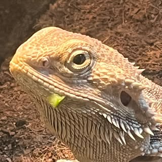 Atomic Tattoos studio 301 - Soundwave tattoo artist in SARASOTA, United States