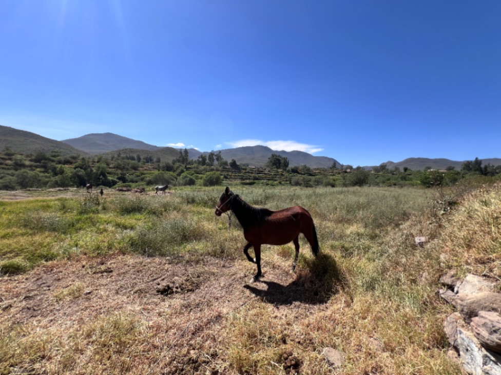 TERRENO RUSTICO EN VENTA