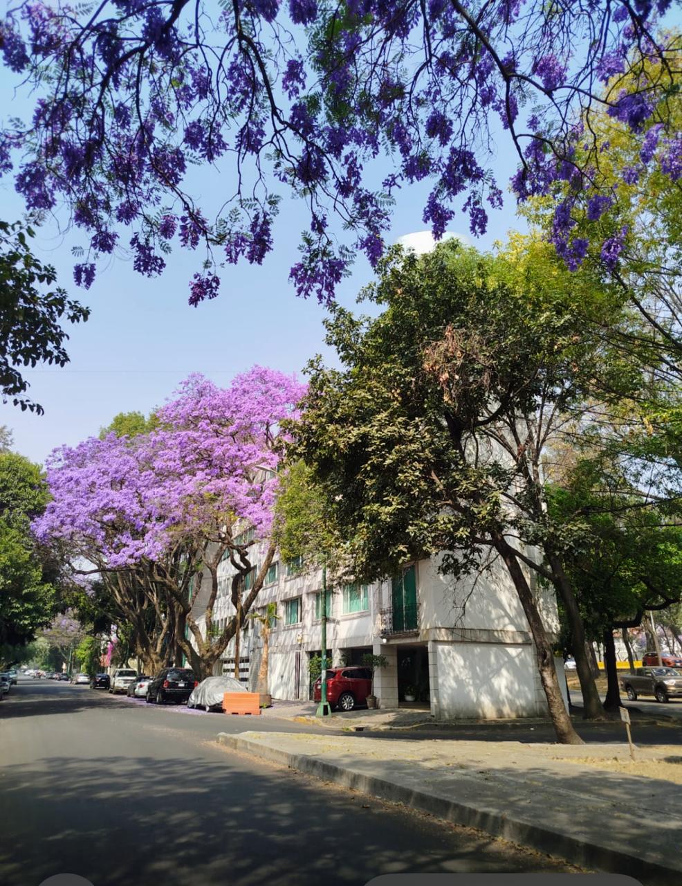VENTA EDIFICIO DE DEPARTAMENTOS, DEL CARMEN COYOACAN