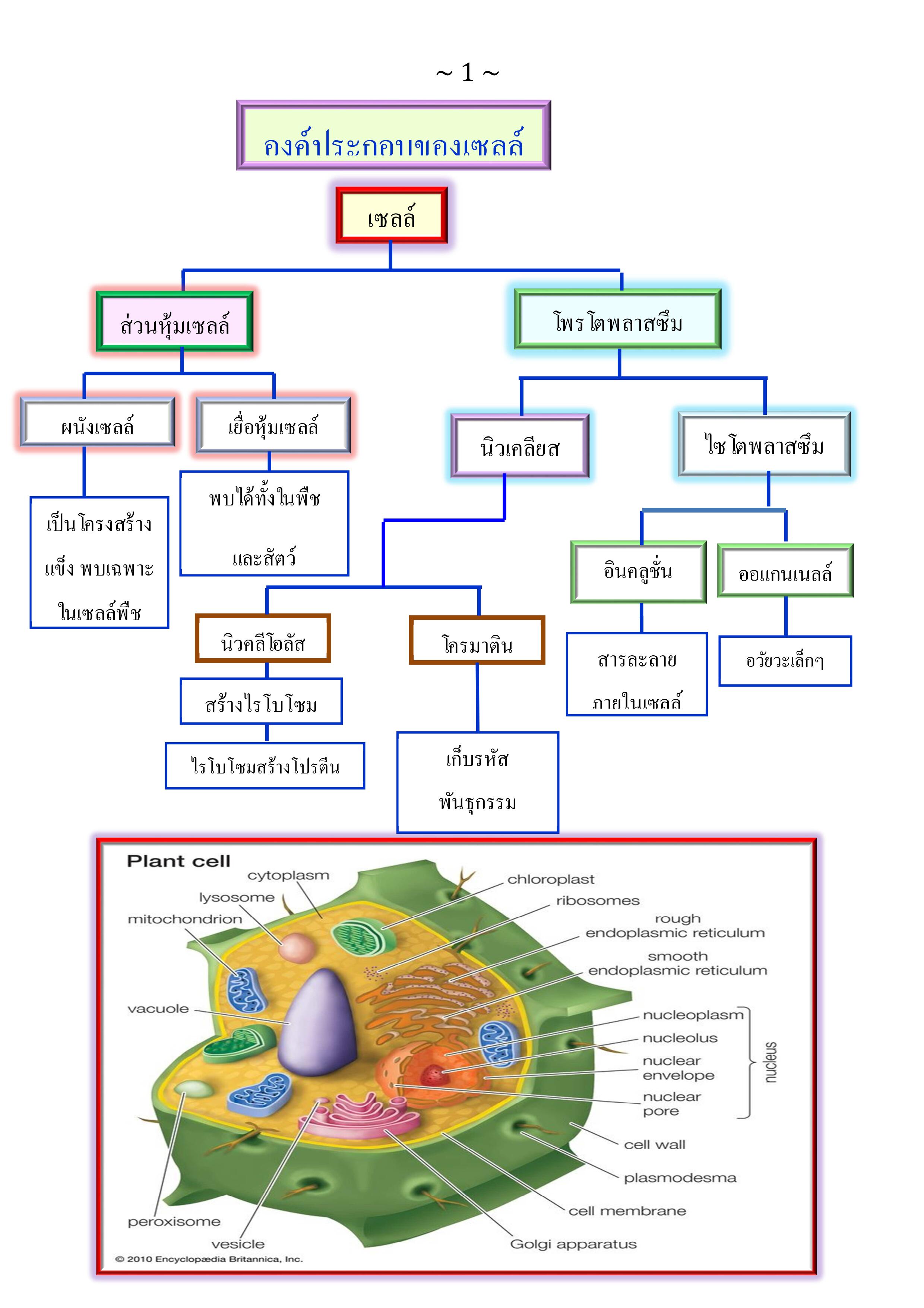 ภาพประกอบไอเดีย เรียนเรื่องเซลล์