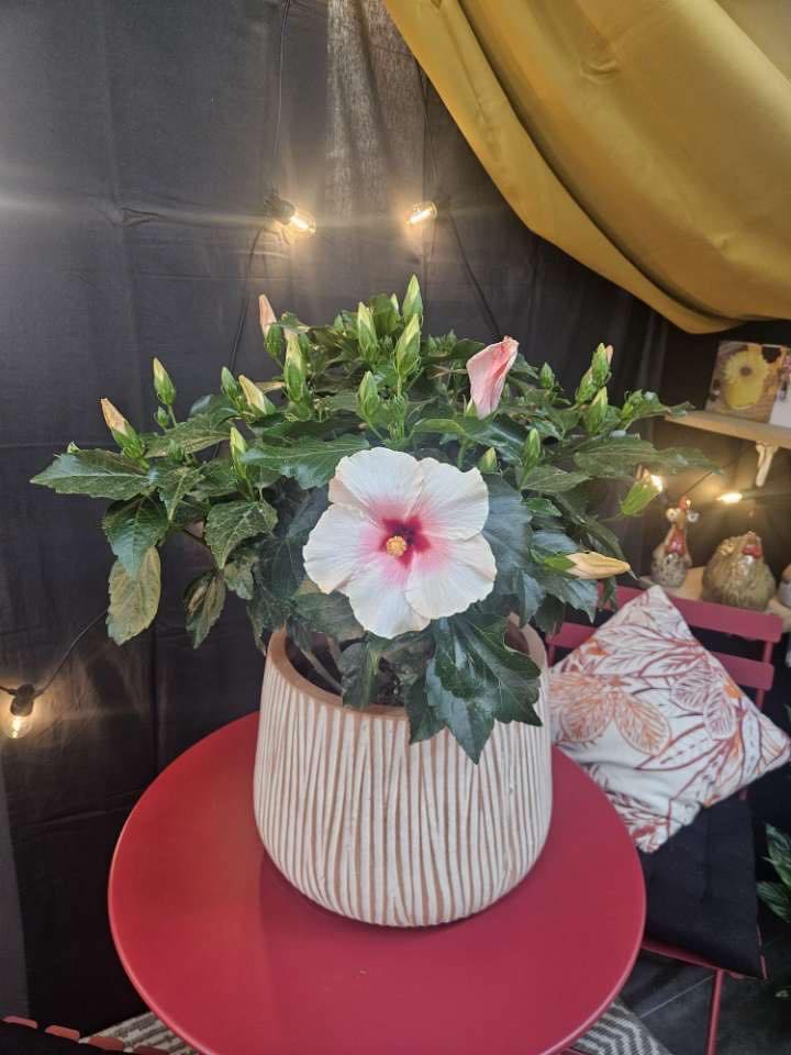 Facebook contest