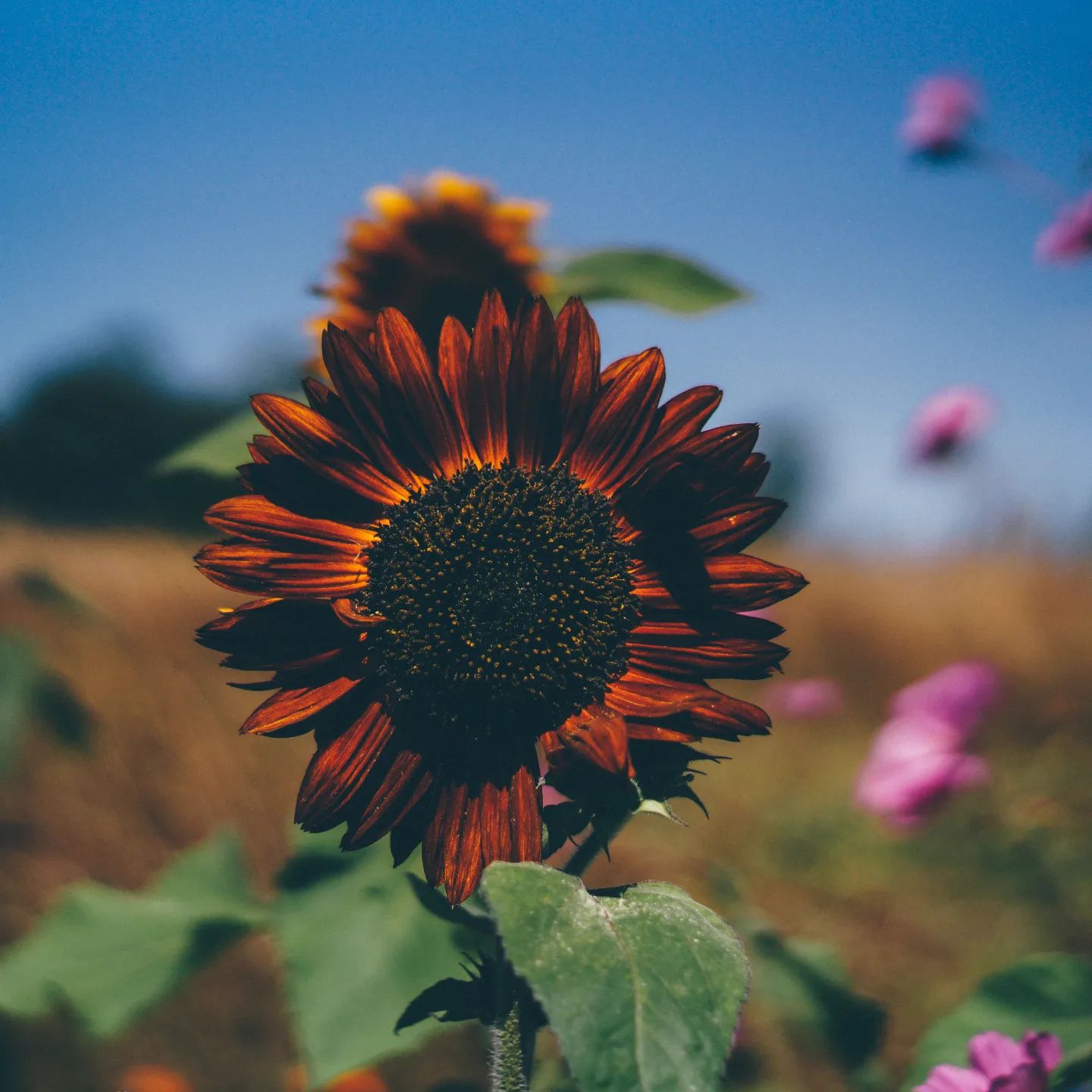 Instagram contest