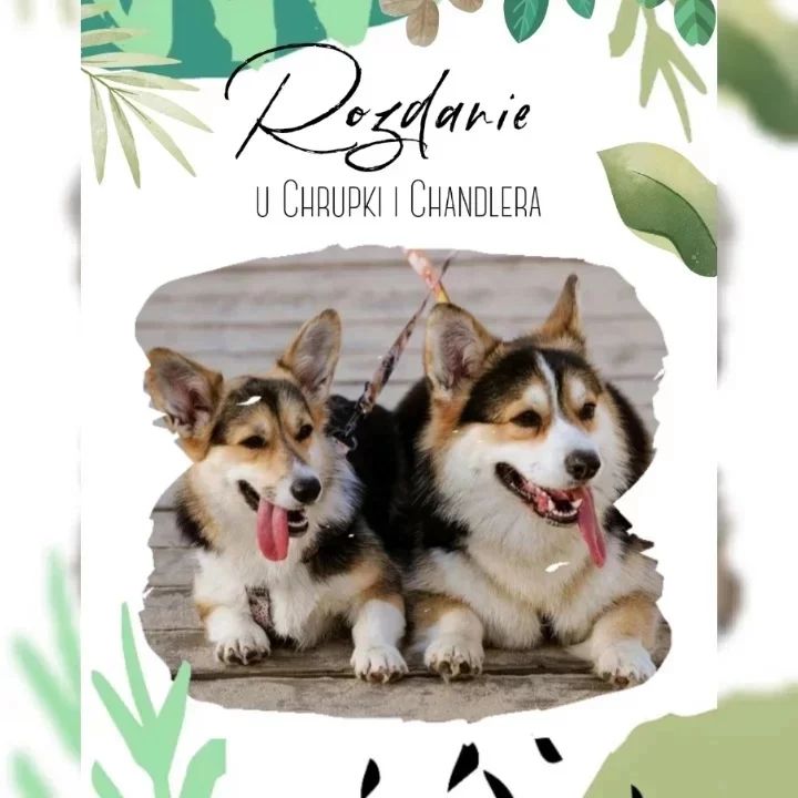 Instagram contest