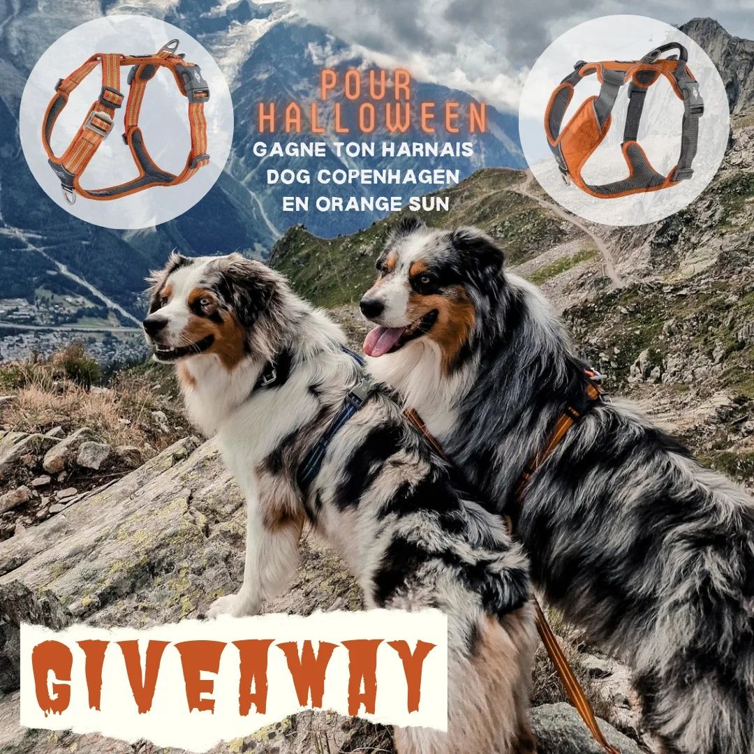 Instagram contest