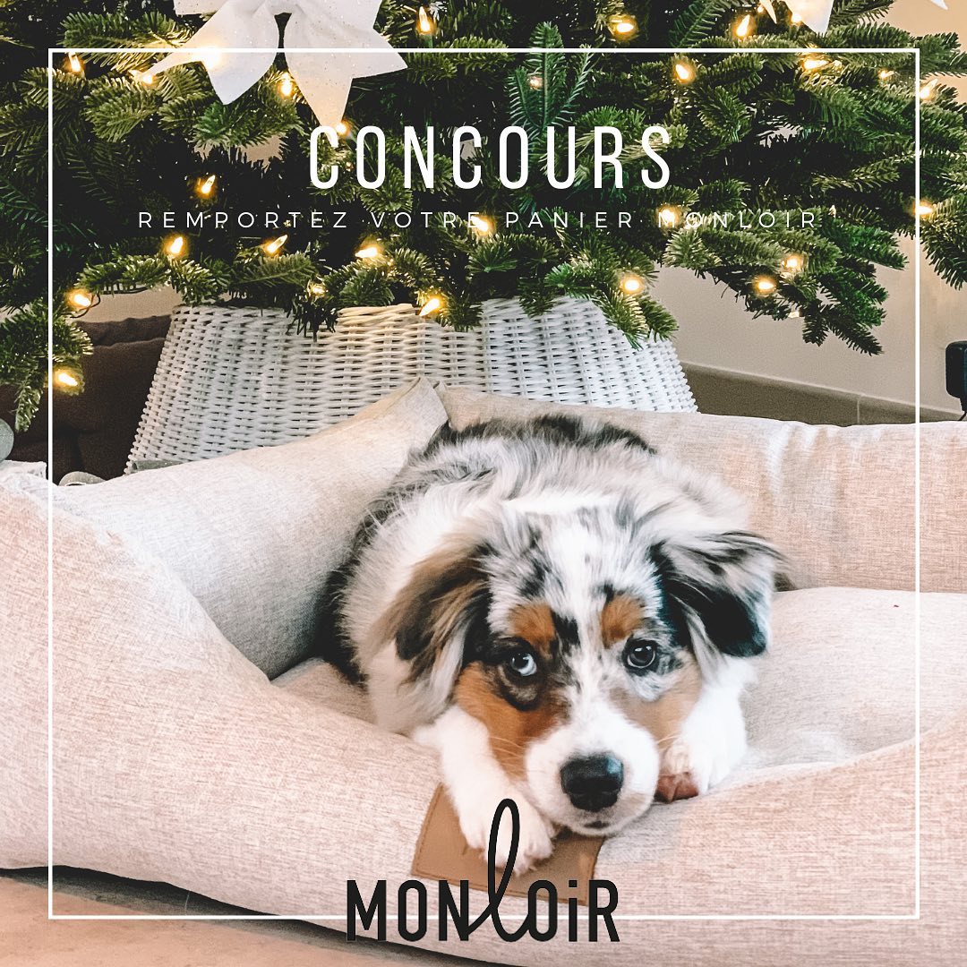 instagram contest