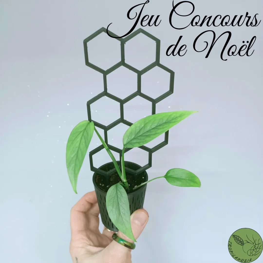 Instagram contest