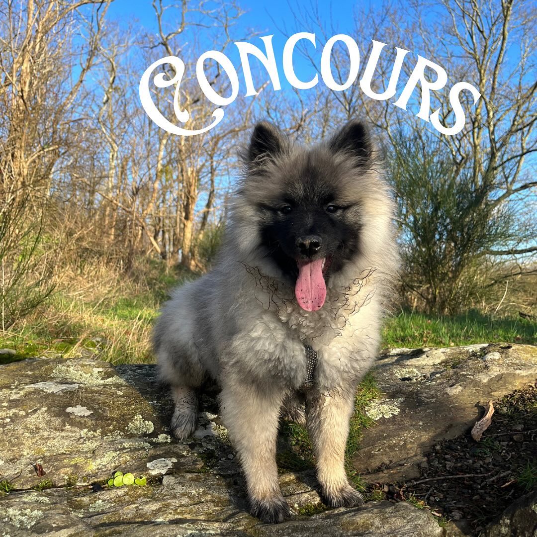 Instagram contest