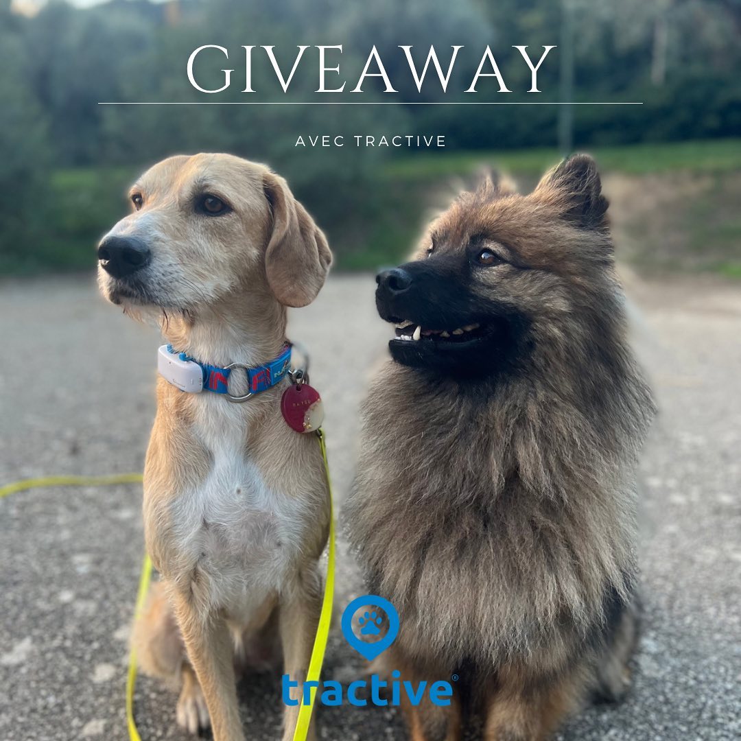 Instagram contest