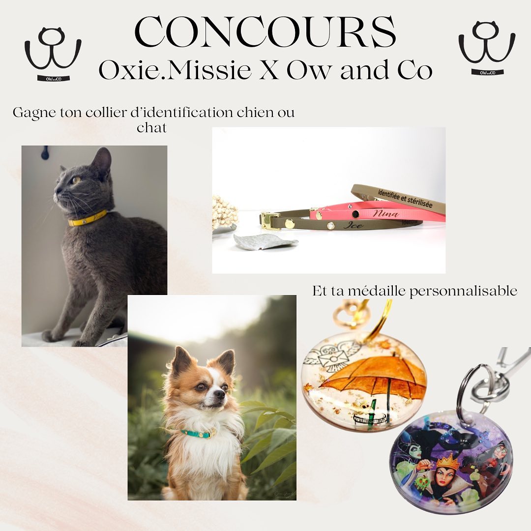 instagram contest
