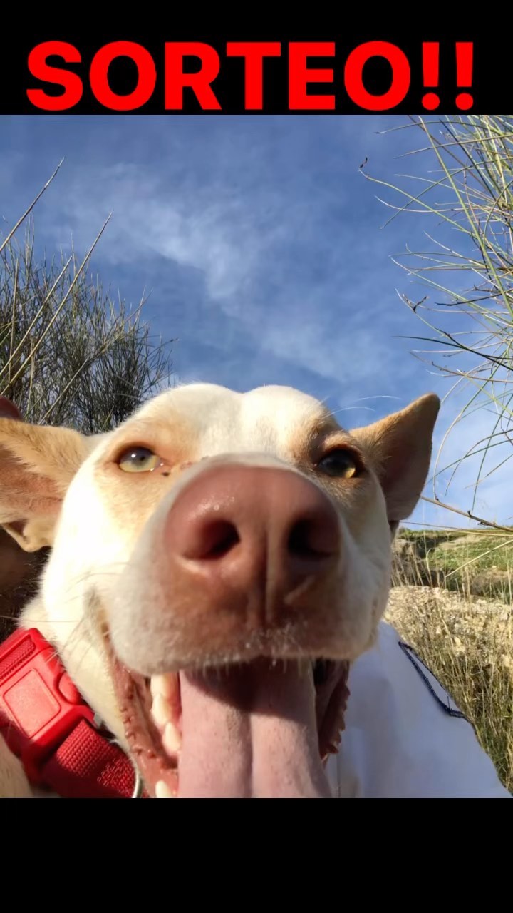 instagram contest