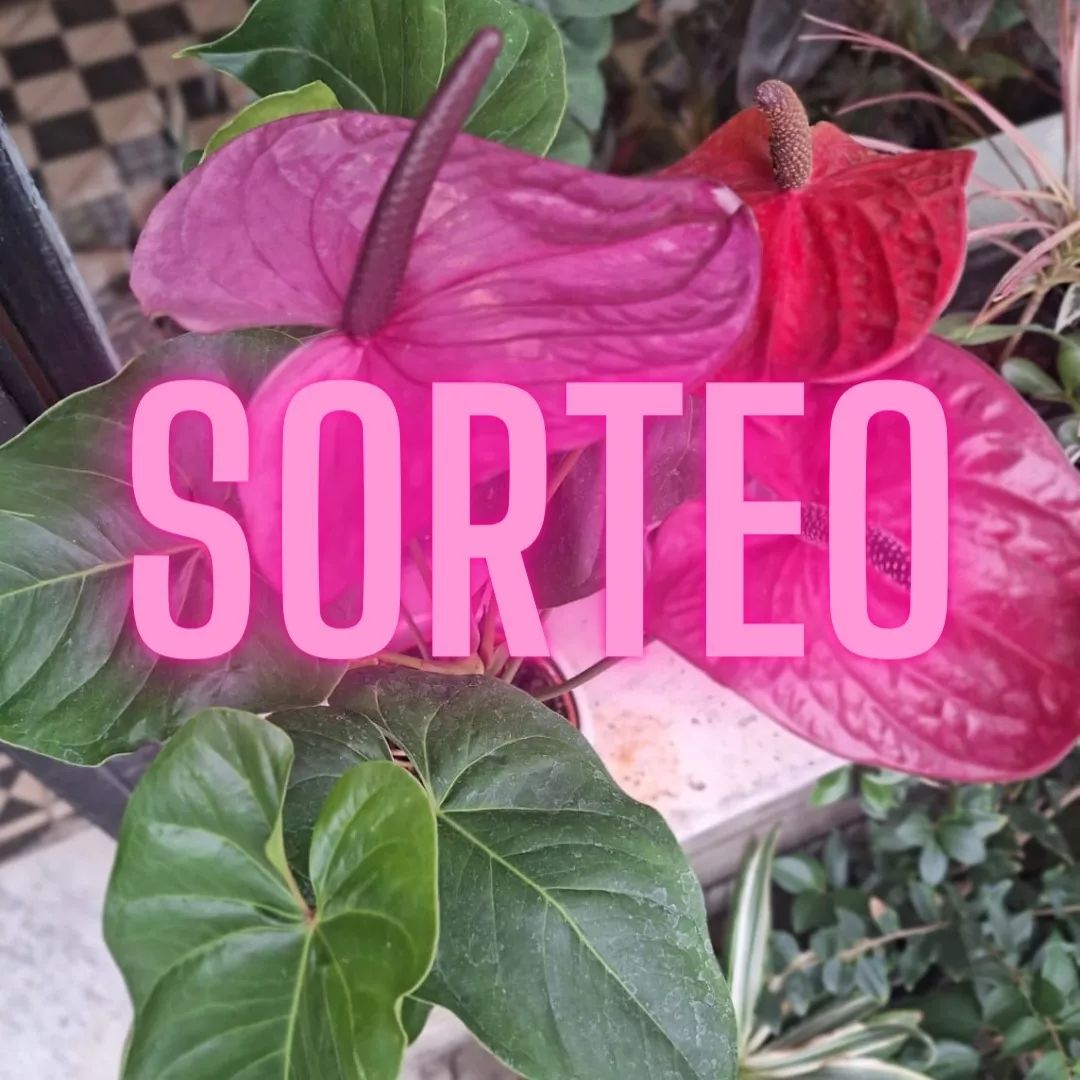 Instagram contest