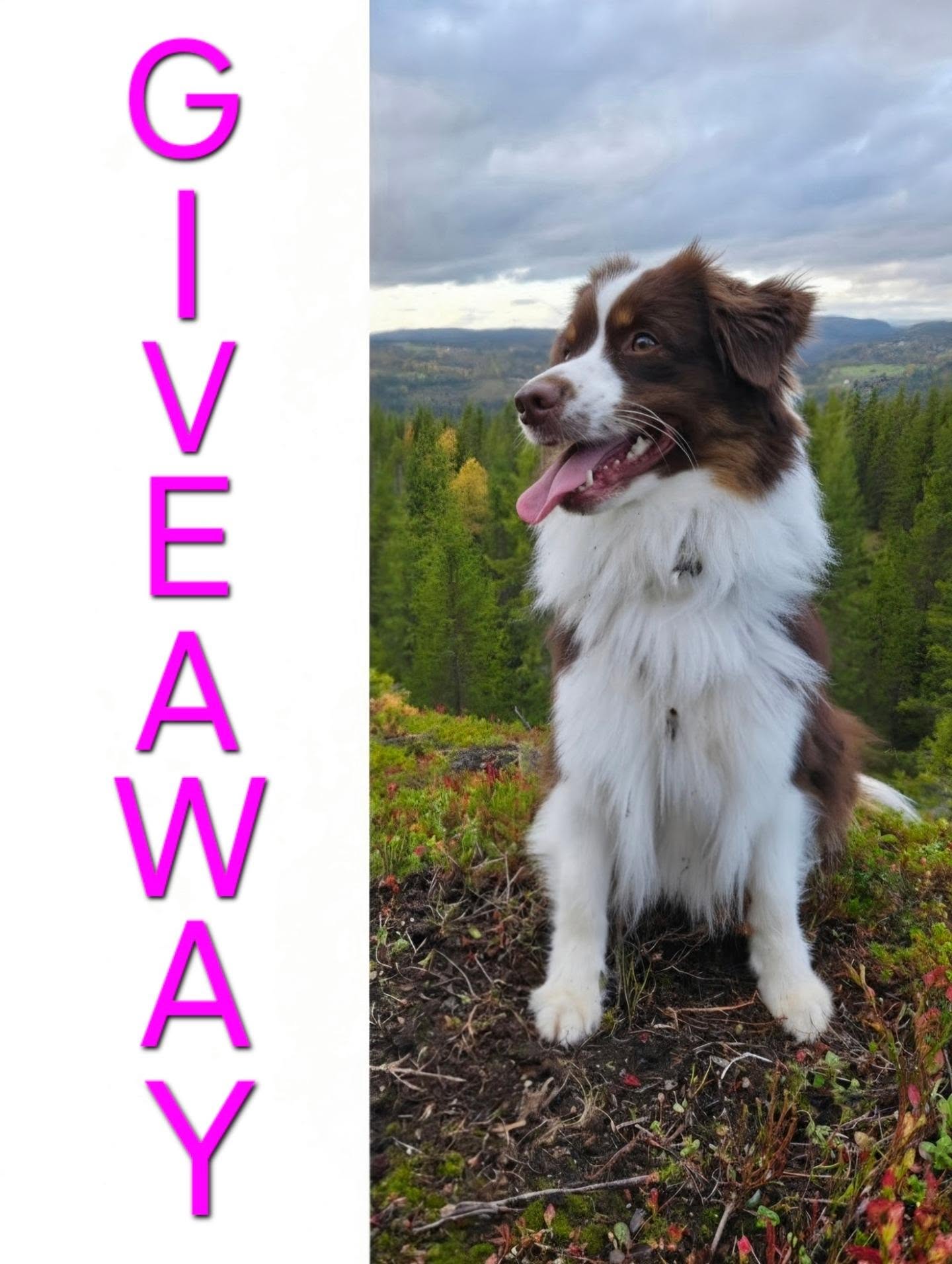Instagram contest