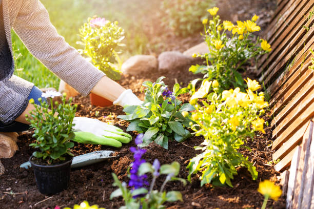 top canberra home and garden influencers
