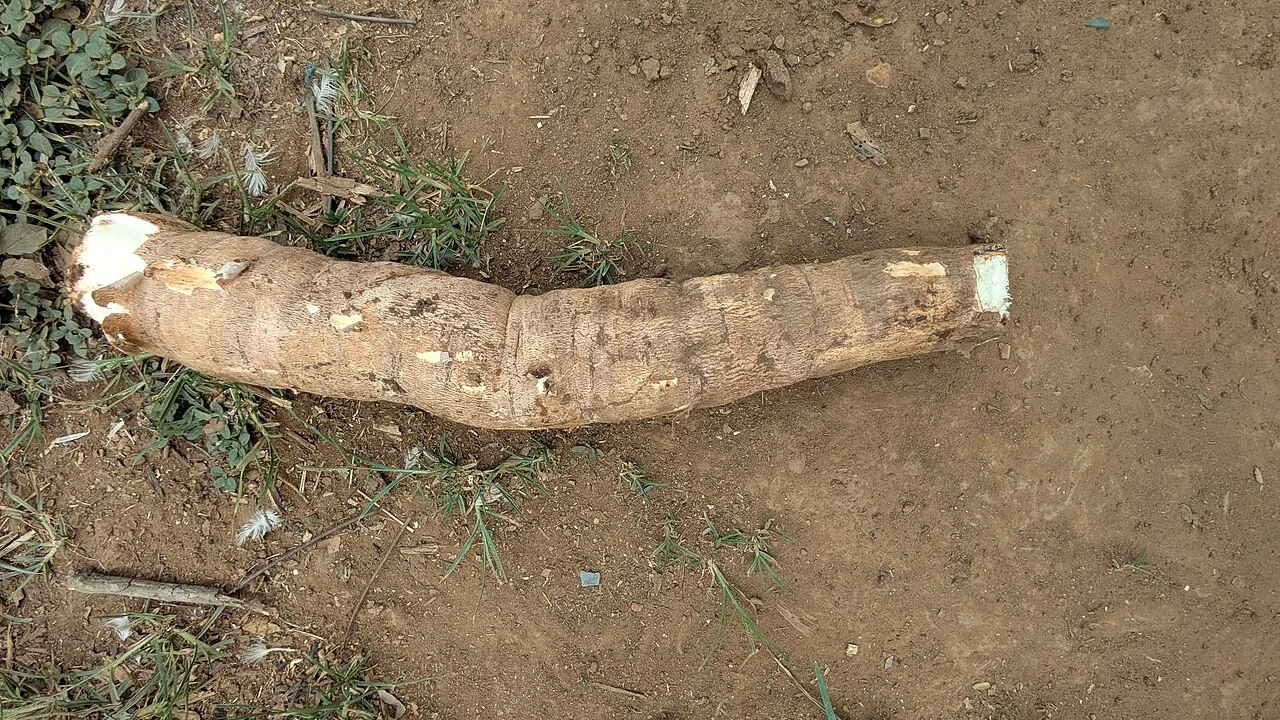 Manioc frais 1 kg