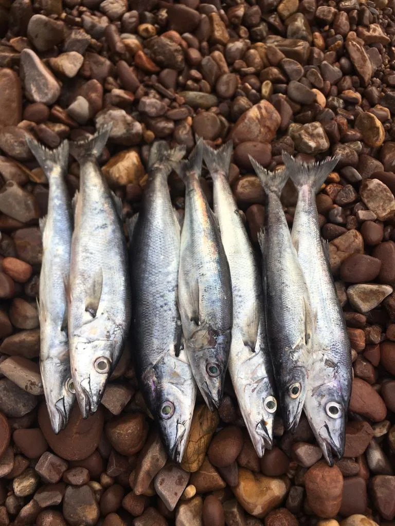 Samaki mukeke wabichi kilo 1