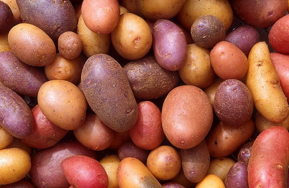 Potatoes, medium, per kg