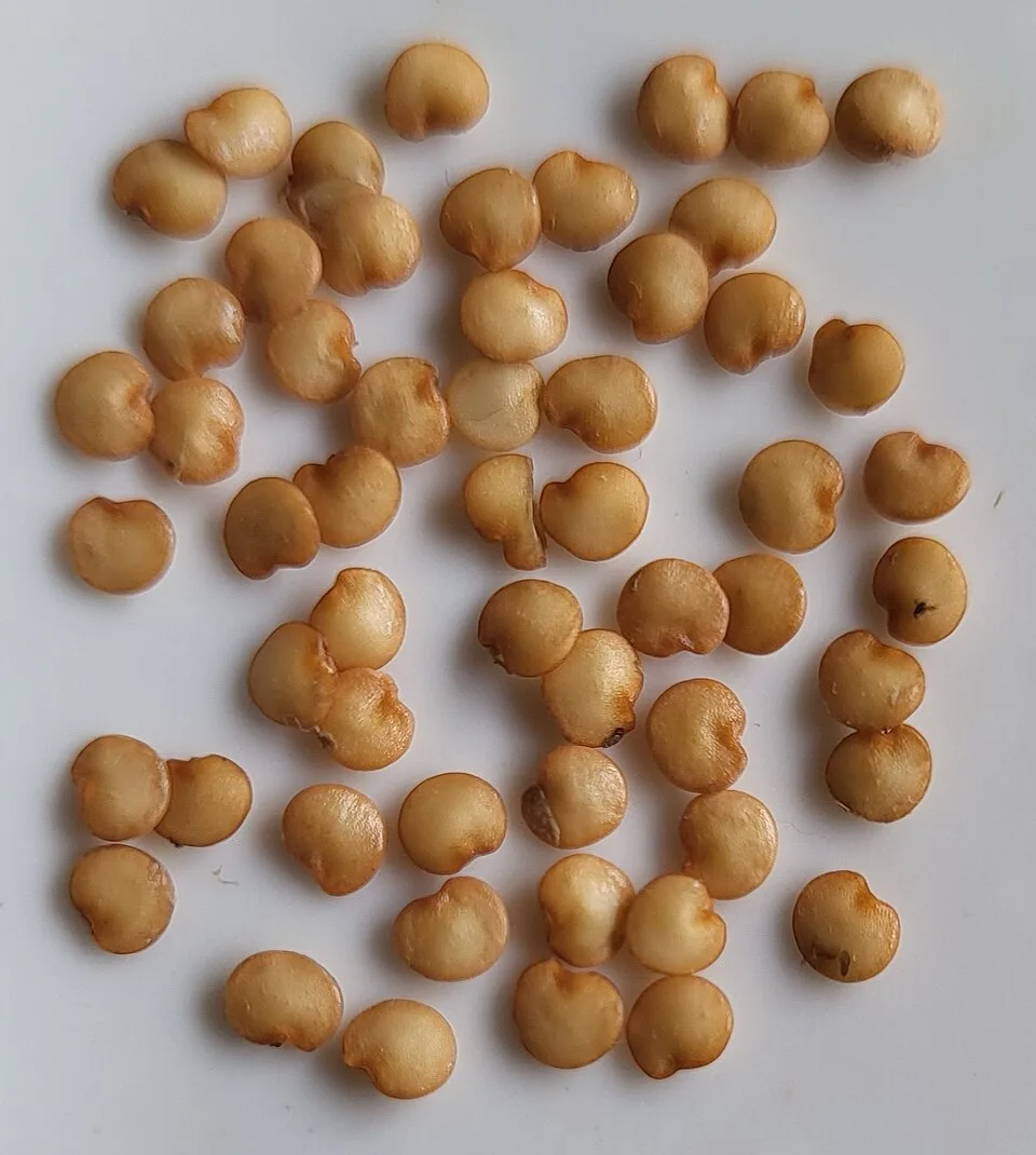 Djemba aubergine seed, 50 g