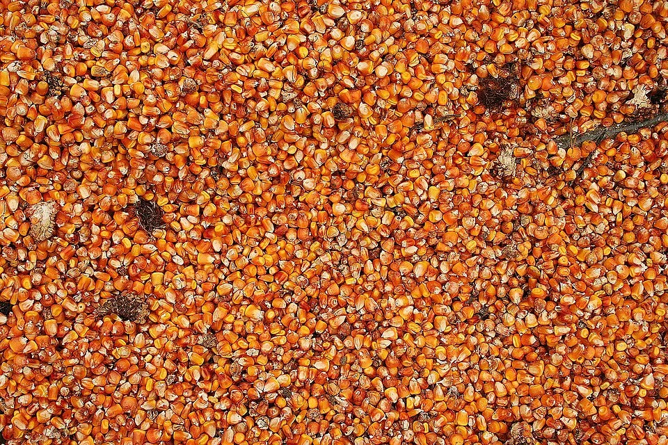 Ferké yellow maize seed, 1 kg