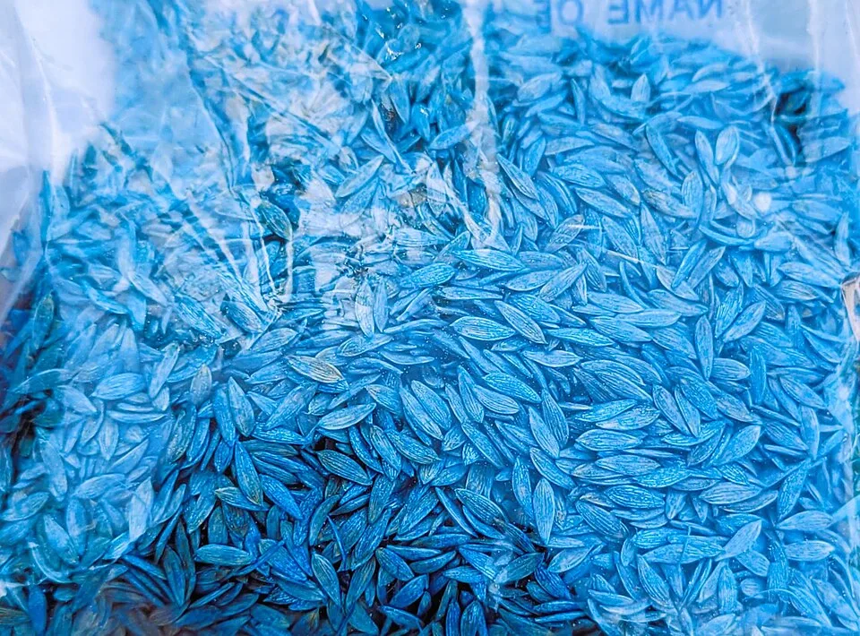 Pierre Bénite lettuce seed, 10 g