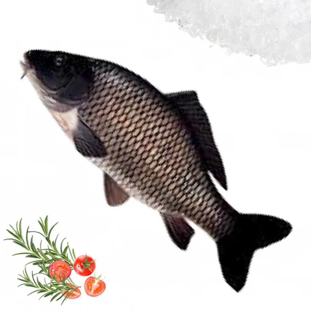 Local carpe noire, 1.3 to 1.5 kg