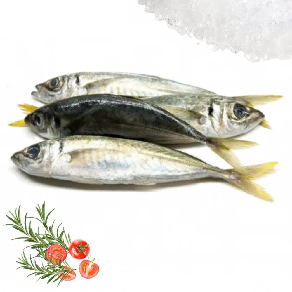 Local horse mackerel (chinchard), 1 kg