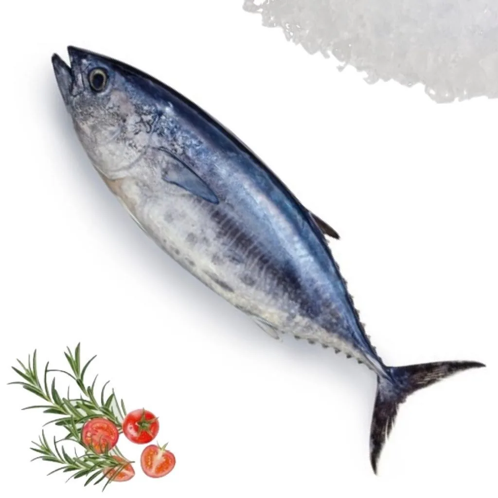 Local red tuna, 1.8 to 2 kg