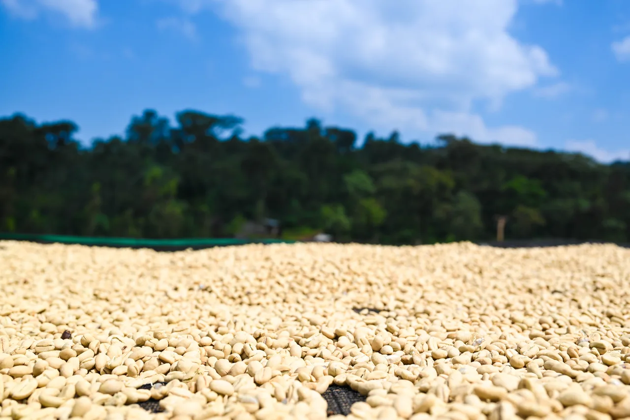 Gera Arabica green coffee from Tracon’s own farm, washed and natural