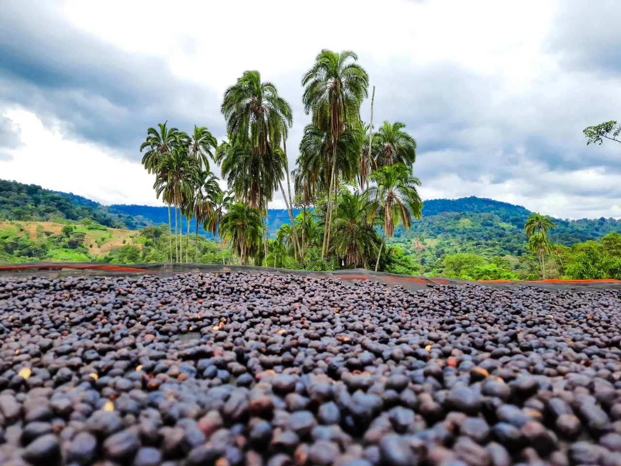Yirgacheffe Arabica green coffee, washed and natural